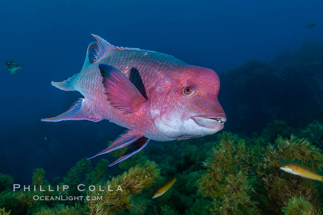 Mexican hogfish, adult male showing fleshy bump on head. Guadalupe Island (Isla Guadalupe), Baja California, Mexico, Bodianus diplotaenia, natural history stock photograph, photo id 09618