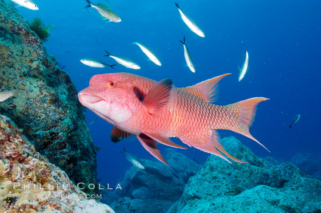 Mexican hogfish, adult male showing fleshy bump on head. Guadalupe Island (Isla Guadalupe), Baja California, Mexico, Bodianus diplotaenia, natural history stock photograph, photo id 09609