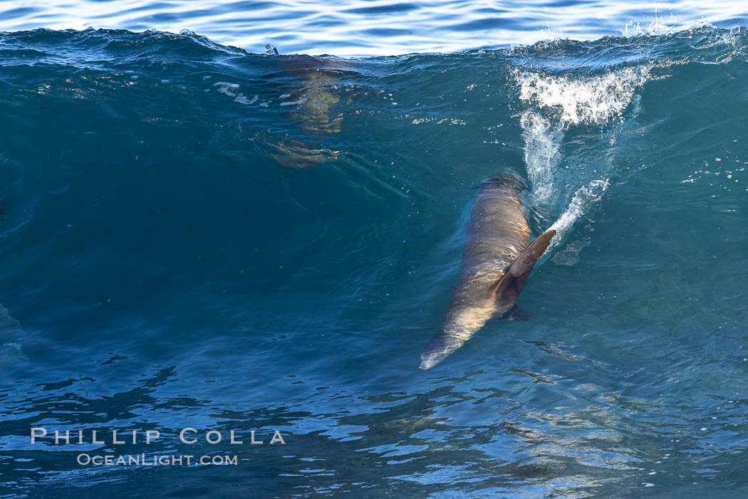 California sea lion bodysurfing in La Jolla. USA, Zalophus californianus, natural history stock photograph, photo id 37590