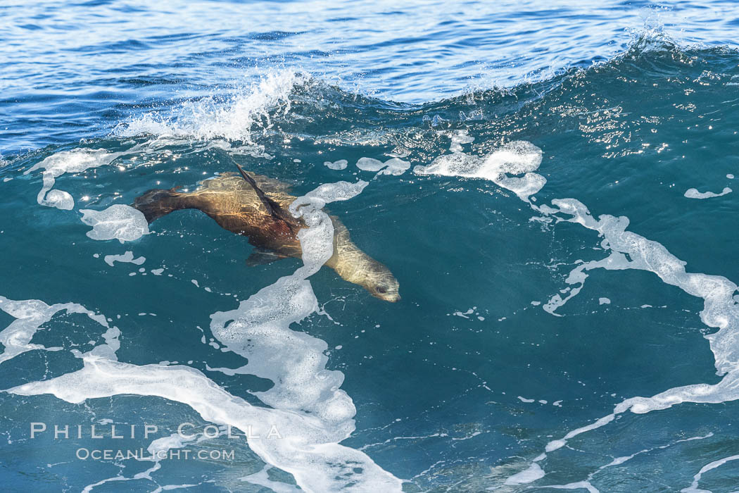 California sea lion bodysurfing in La Jolla. USA, Zalophus californianus, natural history stock photograph, photo id 37594