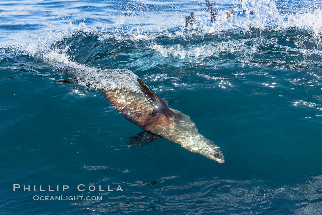 California sea lion bodysurfing in La Jolla, Zalophus californianus