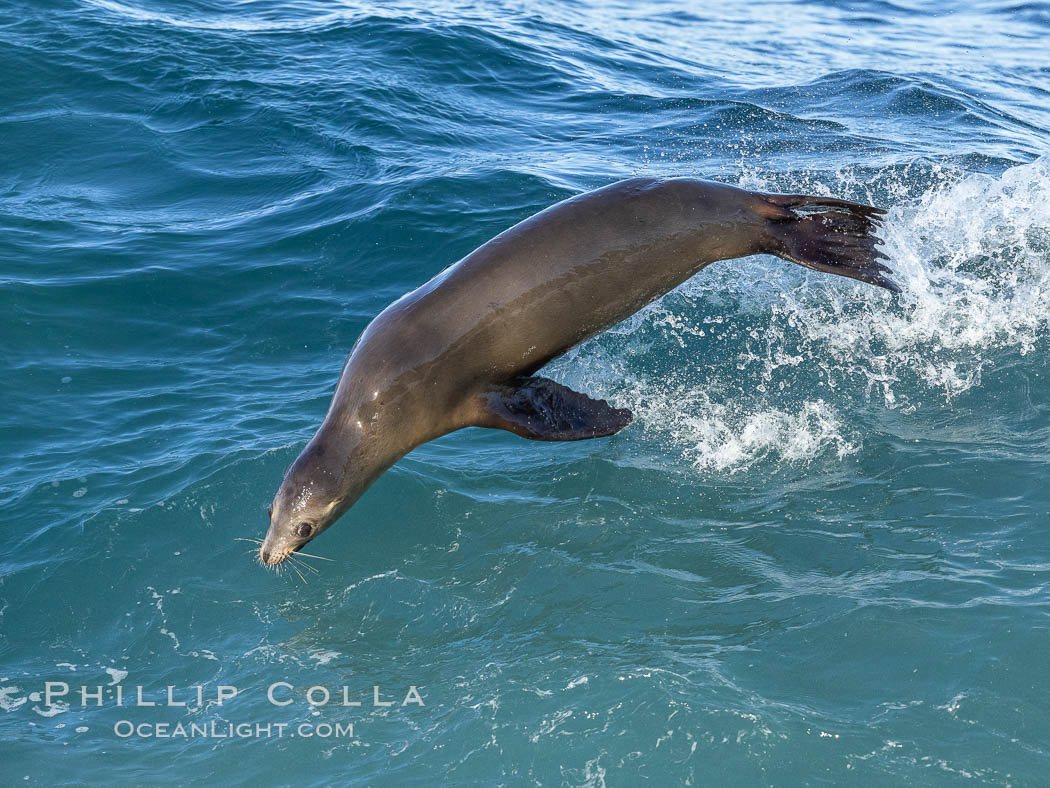 California sea lion bodysurfing in La Jolla. USA, Zalophus californianus, natural history stock photograph, photo id 37592