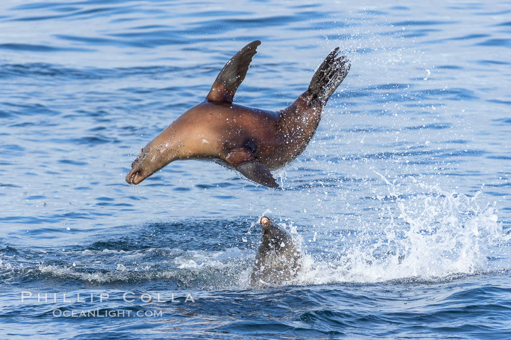 California sea lion bodysurfing in La Jolla., Zalophus californianus, natural history stock photograph, photo id 37571