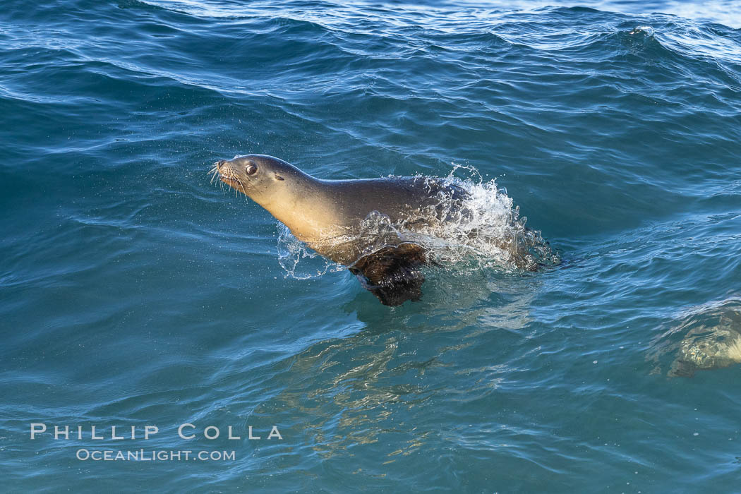 California sea lion bodysurfing in La Jolla. USA, Zalophus californianus, natural history stock photograph, photo id 37591