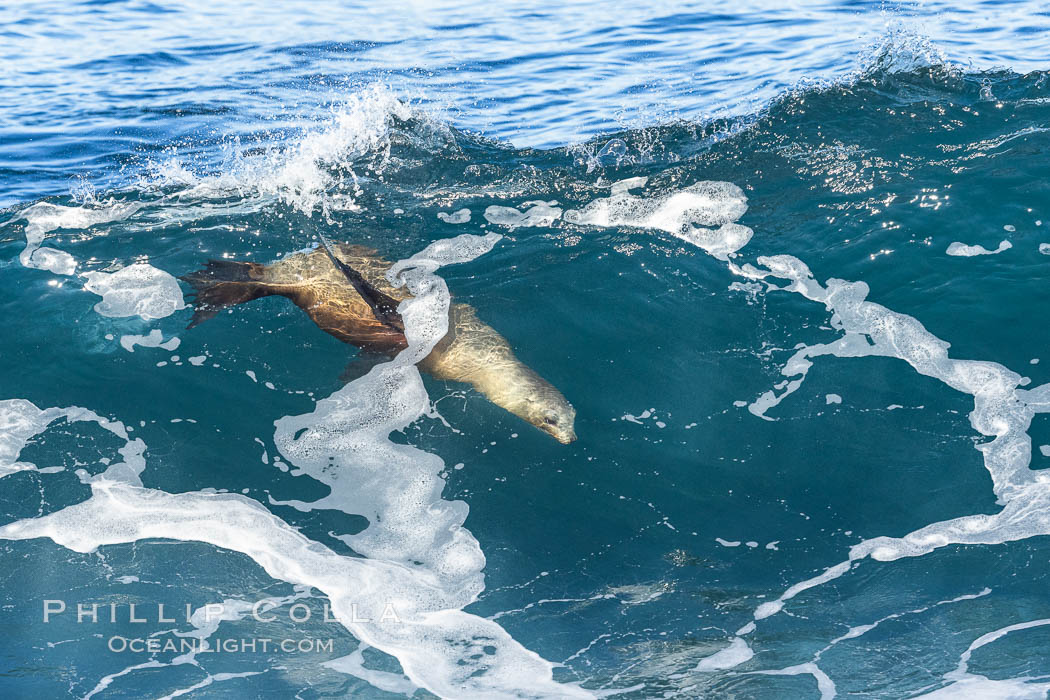 California sea lion bodysurfing in La Jolla. USA, Zalophus californianus, natural history stock photograph, photo id 37595