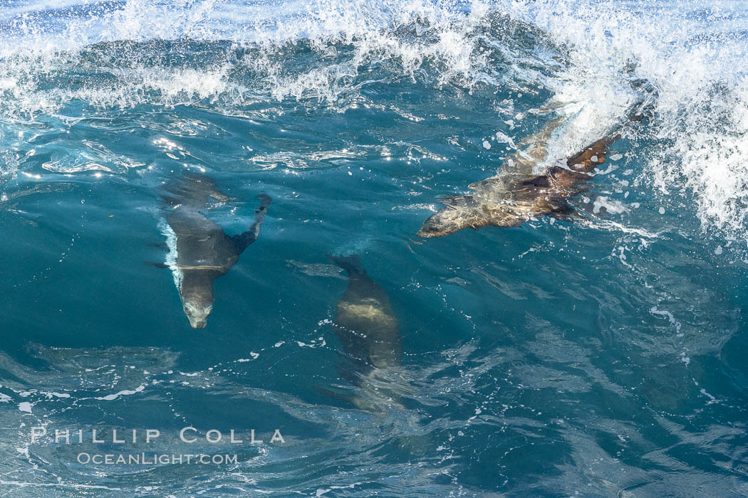 California sea lion bodysurfing in La Jolla. USA, Zalophus californianus, natural history stock photograph, photo id 37593