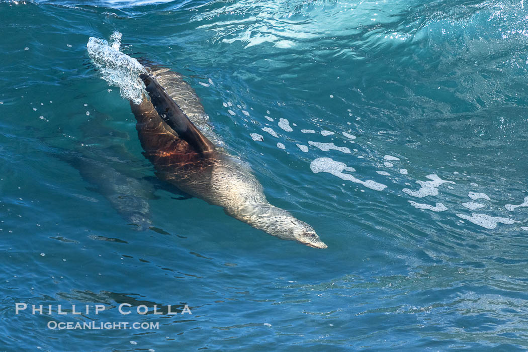 California sea lion bodysurfing at La Jolla Cove and Boomer Beach in La Jolla. USA, Zalophus californianus, natural history stock photograph, photo id 40238