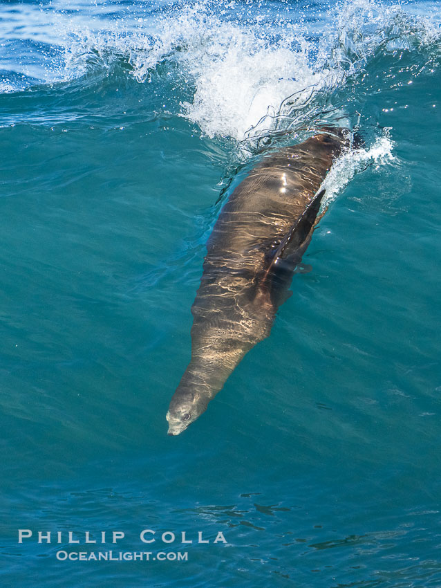 California sea lion bodysurfing at La Jolla Cove and Boomer Beach in La Jolla., Zalophus californianus, natural history stock photograph, photo id 40236