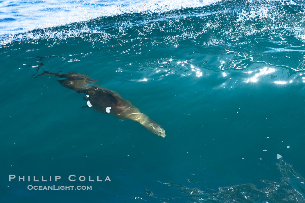 California sea lion bodysurfing at La Jolla Cove and Boomer Beach in La Jolla., Zalophus californianus, natural history stock photograph, photo id 40237
