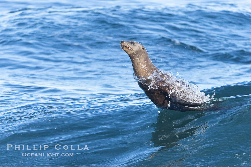 California sea lion bodysurfing in La Jolla., Zalophus californianus, natural history stock photograph, photo id 37826