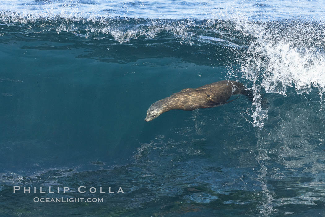 California sea lion bodysurfing in La Jolla. USA, Zalophus californianus, natural history stock photograph, photo id 37824