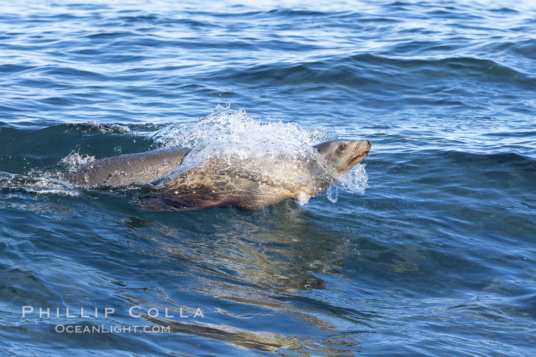 California sea lion bodysurfing in La Jolla. USA, Zalophus californianus, natural history stock photograph, photo id 37823