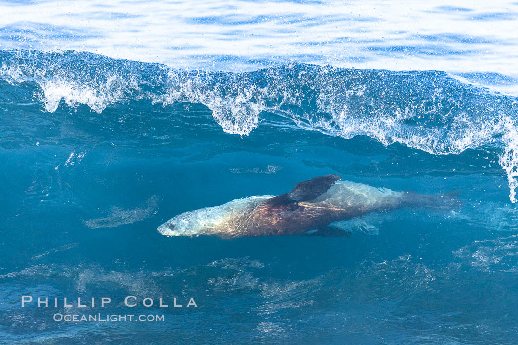 California sea lion bodysurfing in La Jolla. USA, Zalophus californianus, natural history stock photograph, photo id 37797