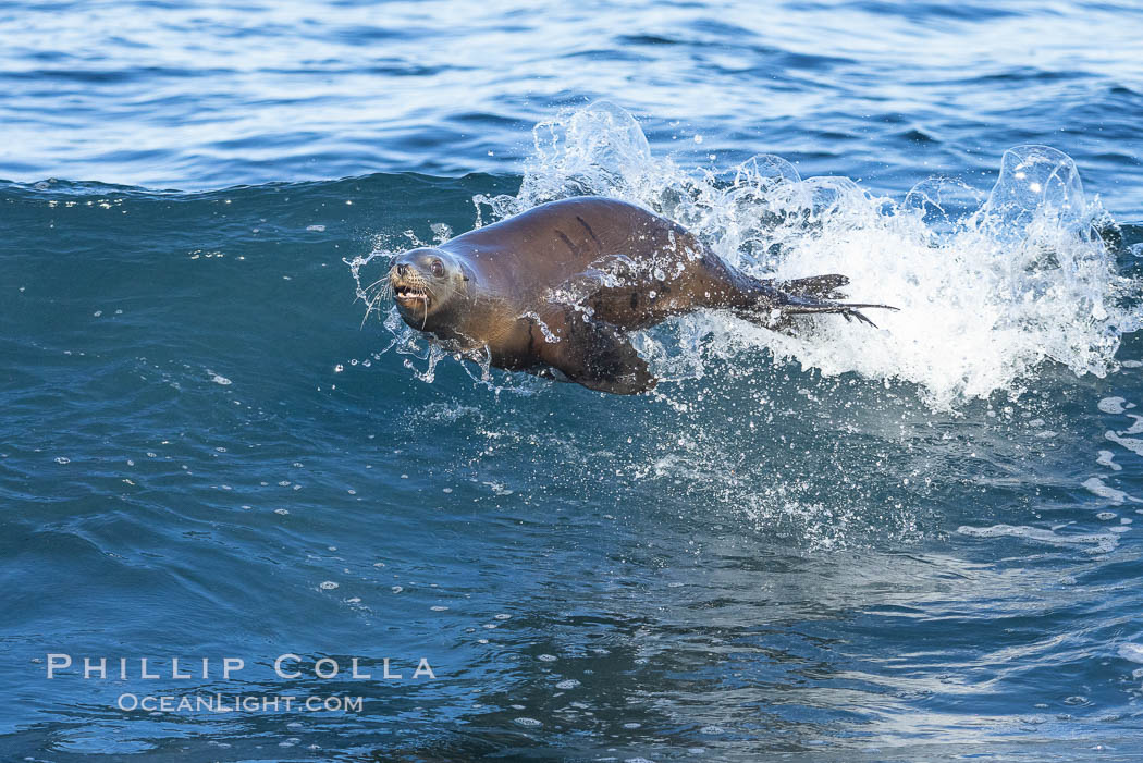 California sea lion bodysurfing in La Jolla, Zalophus californianus