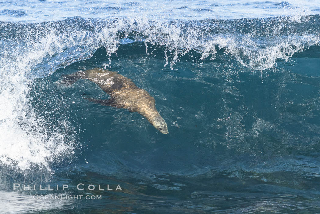 California sea lion bodysurfing in La Jolla, Zalophus californianus