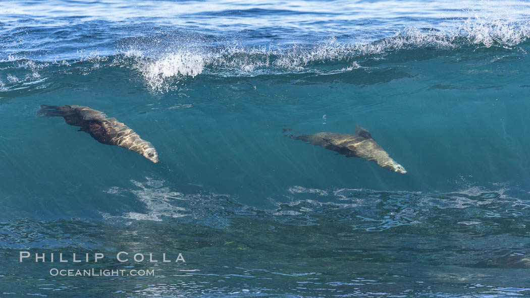 Two California sea lions bodysurfing in tandem in La Jolla, Zalophus californianus
