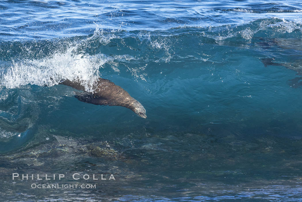Bodysurfing Sea Lion. California sea lion (Zalophus californianus) is surfing extreme shorebreak at Boomer Beach, Point La Jolla. The original bodysurfer. USA, Zalophus californianus, natural history stock photograph, photo id 37742