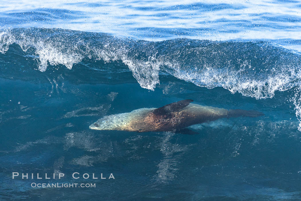 Bodysurfing Sea Lion. California sea lion (Zalophus californianus) is surfing extreme shorebreak at Boomer Beach, Point La Jolla. The original bodysurfer. USA, Zalophus californianus, natural history stock photograph, photo id 37740