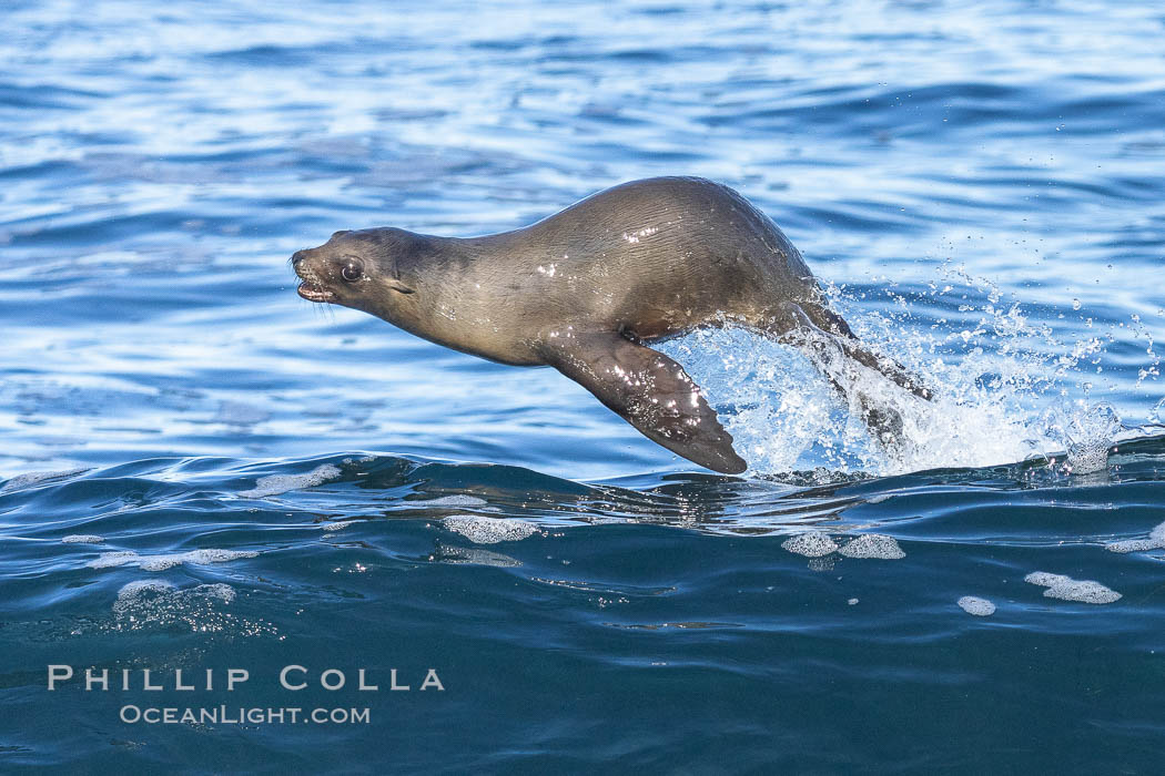Bodysurfing Sea Lion. California sea lion (Zalophus californianus) is surfing extreme shorebreak at Boomer Beach, Point La Jolla. The original bodysurfer. USA, Zalophus californianus, natural history stock photograph, photo id 37744