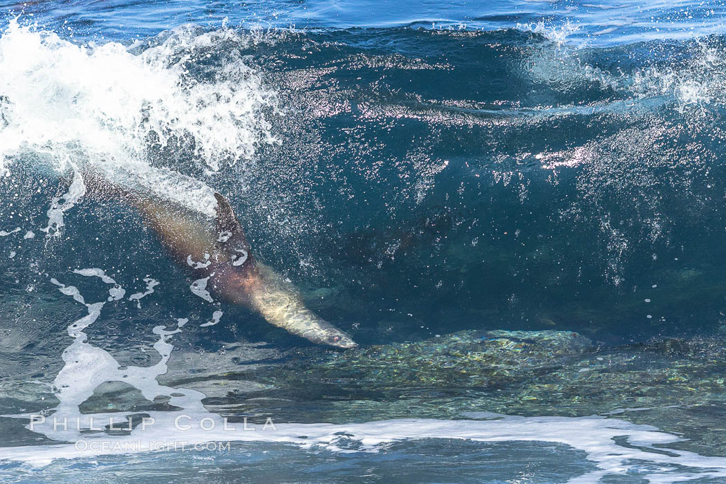Bodysurfing Sea Lion. California sea lion (Zalophus californianus) is surfing extreme shorebreak at Boomer Beach, Point La Jolla. The original bodysurfer, Zalophus californianus