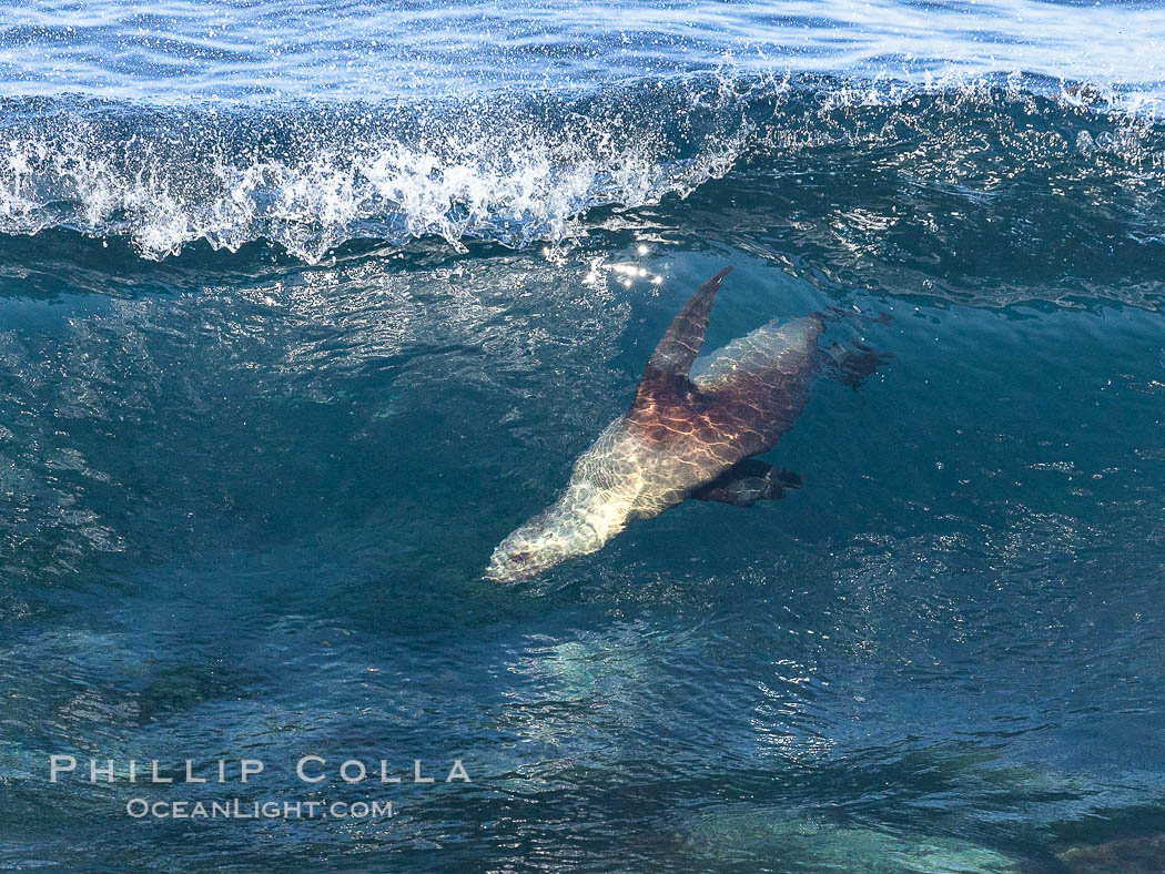 Bodysurfing Sea Lion. California sea lion (Zalophus californianus) is surfing extreme shorebreak at Boomer Beach, Point La Jolla. The original bodysurfer. USA, Zalophus californianus, natural history stock photograph, photo id 37752