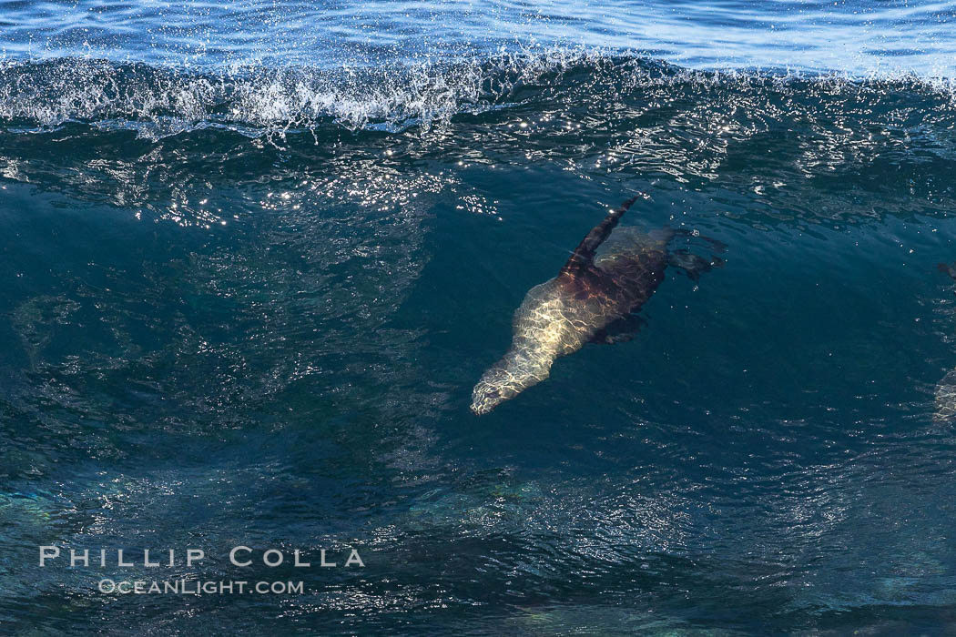 Bodysurfing Sea Lion. California sea lion (Zalophus californianus) is surfing extreme shorebreak at Boomer Beach, Point La Jolla. The original bodysurfer. USA, Zalophus californianus, natural history stock photograph, photo id 37751