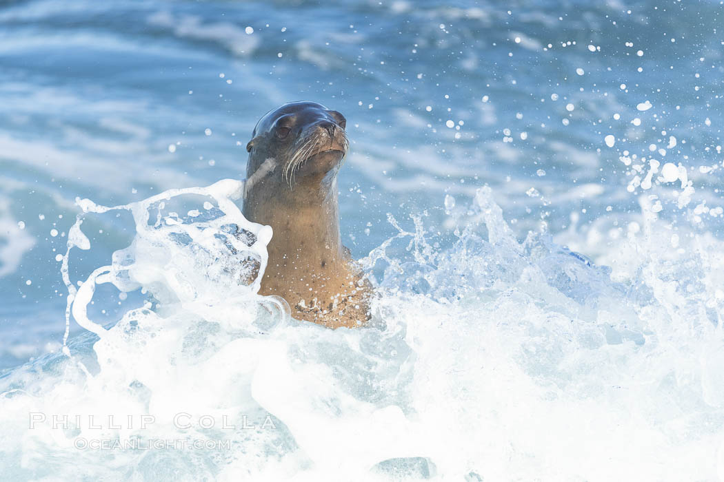 Bodysurfing Sea Lion. California sea lion (Zalophus californianus) is surfing extreme shorebreak at Boomer Beach, Point La Jolla. The original bodysurfer. USA, Zalophus californianus, natural history stock photograph, photo id 37741