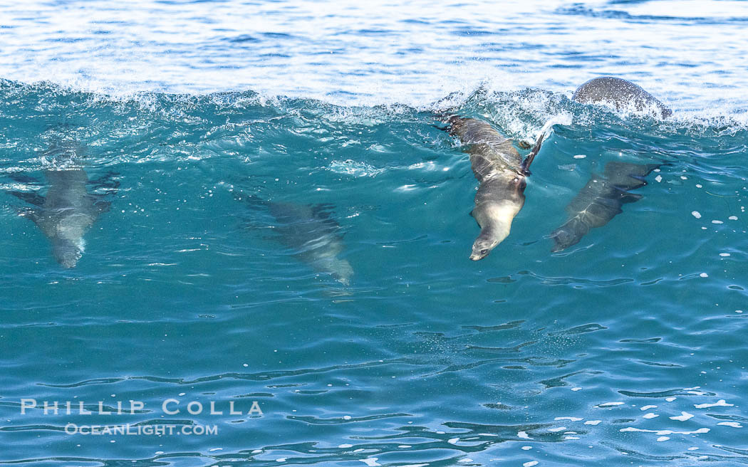 Bodysurfing sea lions in La Jolla, suspended in a breaking wave as they play together, Boomer Beach., natural history stock photograph, photo id 39014