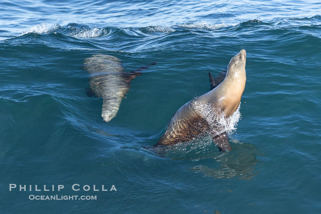 Bodysurfing sea lions in La Jolla, suspended in a breaking wave as they play together, Boomer Beach. California, USA, natural history stock photograph, photo id 38996