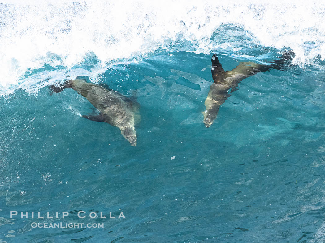 Bodysurfing sea lions in La Jolla, suspended in a breaking wave as they play together, Boomer Beach., natural history stock photograph, photo id 39024