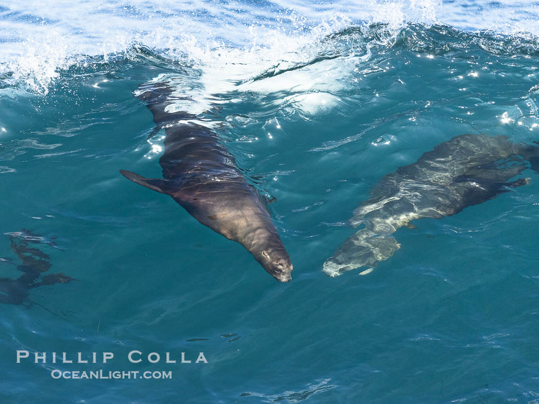 Bodysurfing sea lions in La Jolla, suspended in a breaking wave as they play together, Boomer Beach. California, USA, natural history stock photograph, photo id 38995