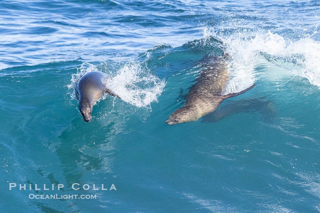 Bodysurfing sea lions in La Jolla, suspended in a breaking wave as they play together, Boomer Beach., natural history stock photograph, photo id 39009