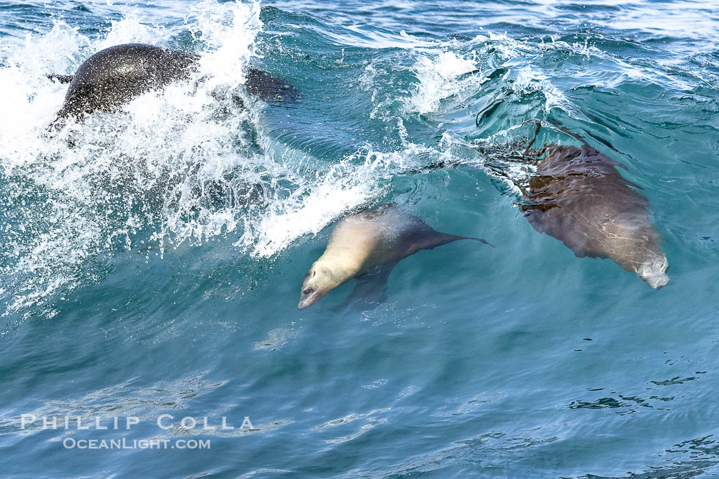 Bodysurfing sea lions in La Jolla, suspended in a breaking wave as they play together, Boomer Beach., Zalophus californianus, natural history stock photograph, photo id 39013