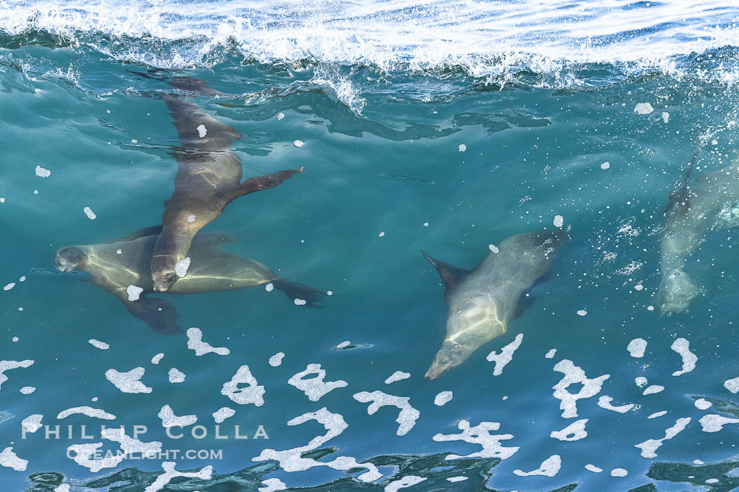 Bodysurfing sea lions in La Jolla, suspended in a breaking wave as they play together, Boomer Beach. California, USA, natural history stock photograph, photo id 39025