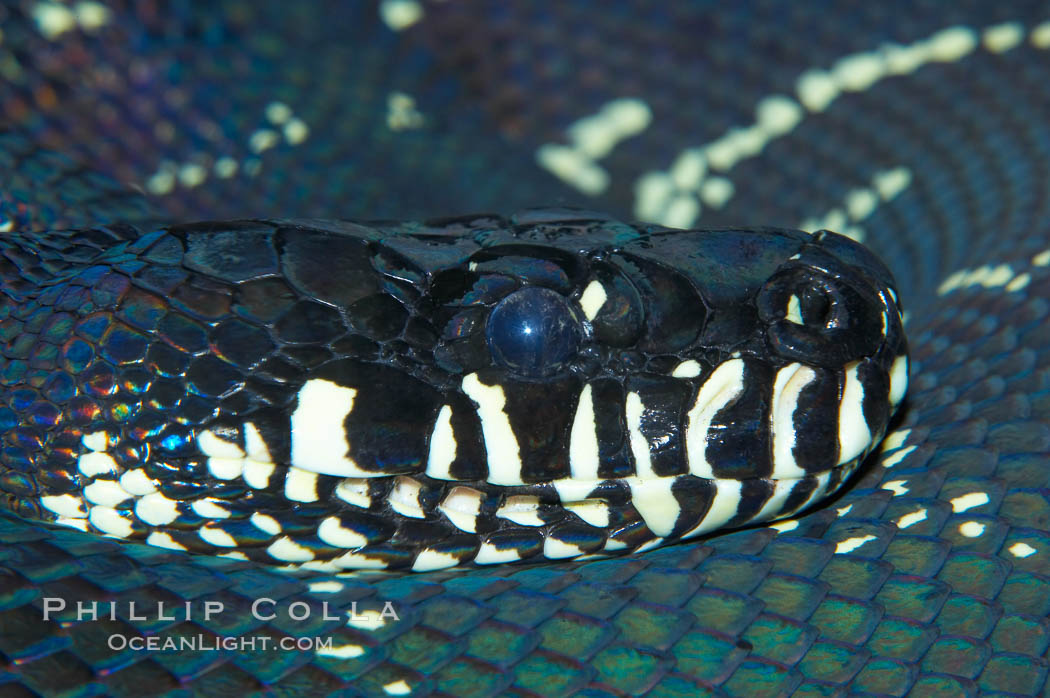 Boelens Python.  This snake species, native to New Guinea, grows up to 15 feet (3m) and weigh 75 to 125 pounds., Morelia boeleni, natural history stock photograph, photo id 12730