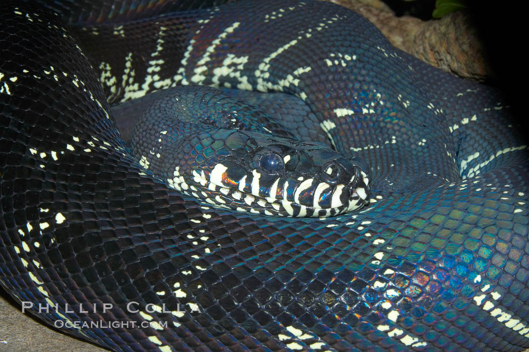 Boelens Python.  This snake species, native to New Guinea, grows up to 15 feet (3m) and weigh 75 to 125 pounds., Morelia boeleni, natural history stock photograph, photo id 12732