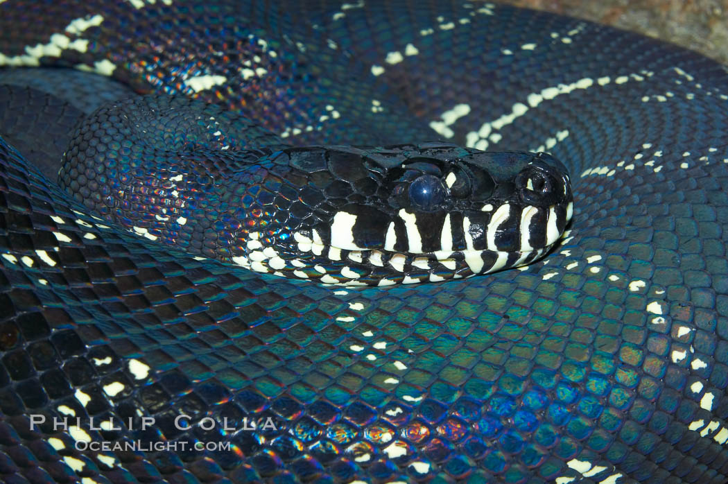 Boelens Python.  This snake species, native to New Guinea, grows up to 15 feet (3m) and weigh 75 to 125 pounds., Morelia boeleni, natural history stock photograph, photo id 12731