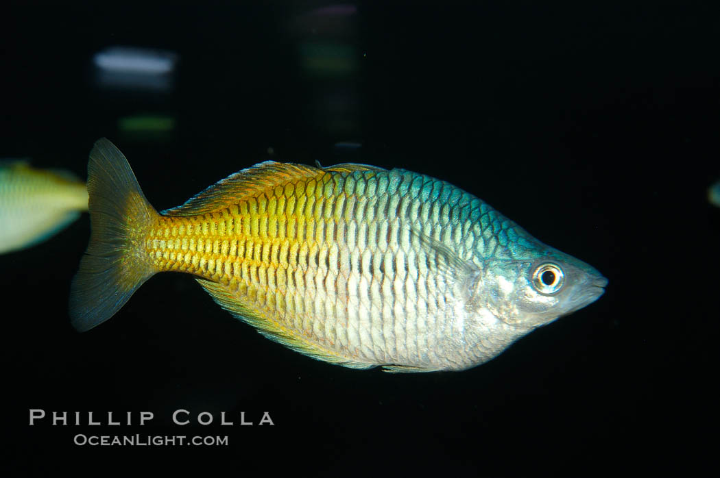 Boesemans rainbowfish., Melanotaenia boesemani, natural history stock photograph, photo id 09284