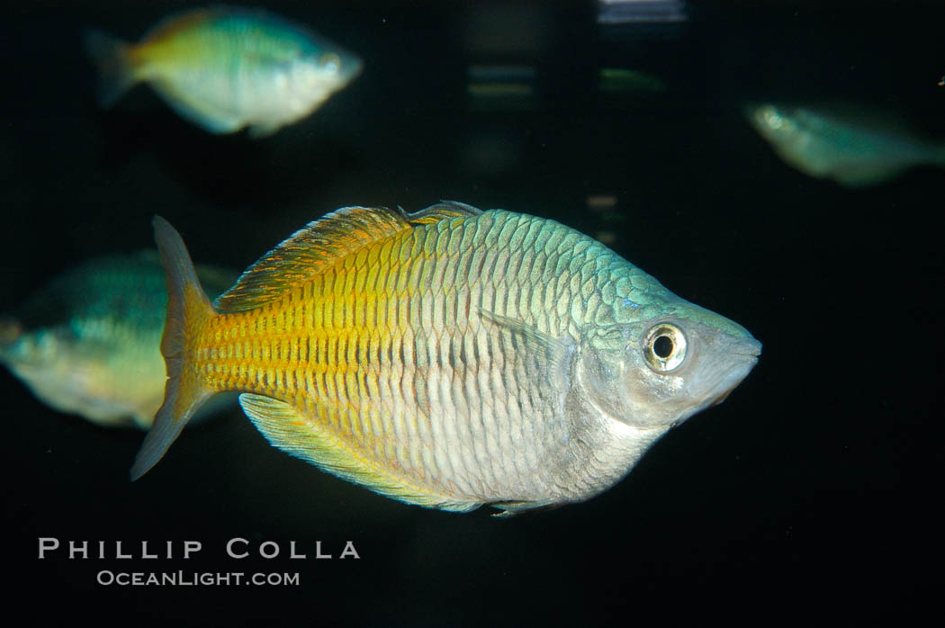 Boesemans rainbowfish., Melanotaenia boesemani, natural history stock photograph, photo id 09283