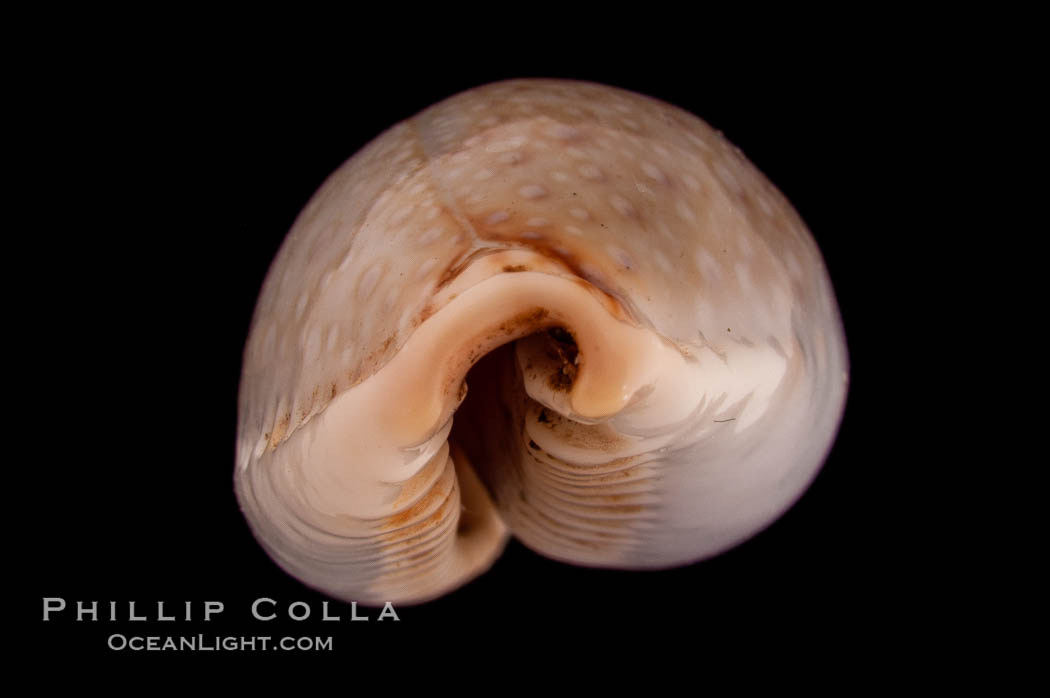 Boivin's Cowrie., Cypraea boivinii, natural history stock photograph, photo id 08210