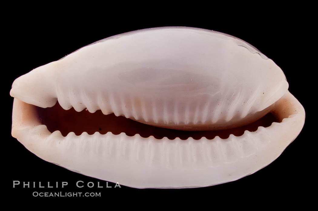 Boivin's Cowrie., Cypraea boivinii, natural history stock photograph, photo id 08410