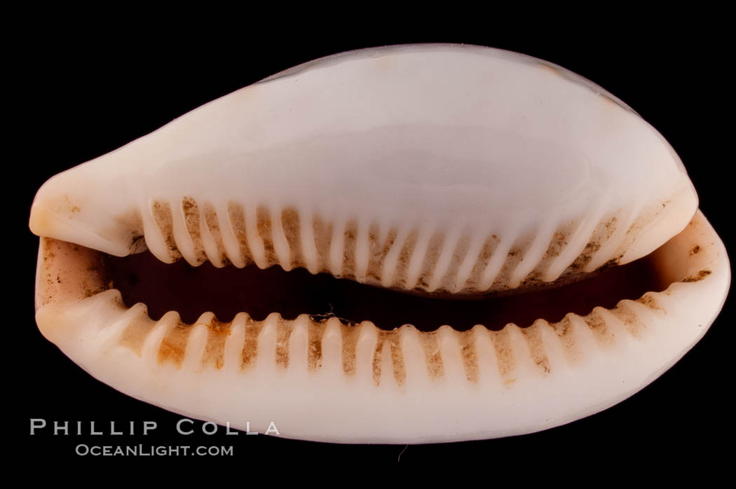 Boivin's Cowrie., Cypraea boivinii, natural history stock photograph, photo id 08208