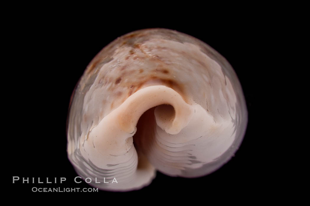 Boivin's Cowrie., Cypraea boivinii, natural history stock photograph, photo id 08412