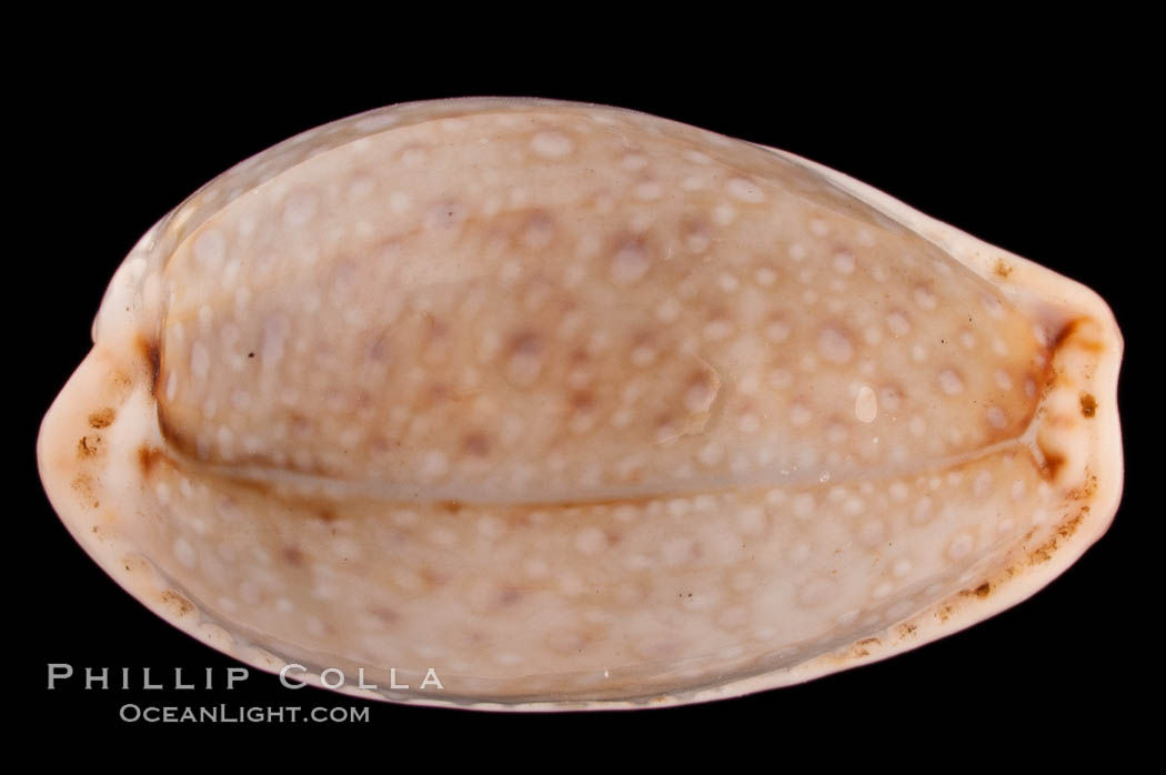 Boivin's Cowrie., Cypraea boivinii, natural history stock photograph, photo id 08207