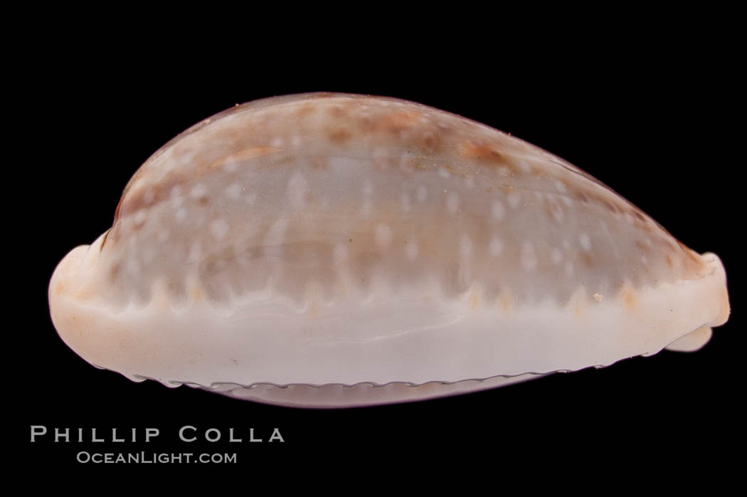 Boivin's Cowrie., Cypraea boivinii, natural history stock photograph, photo id 08411