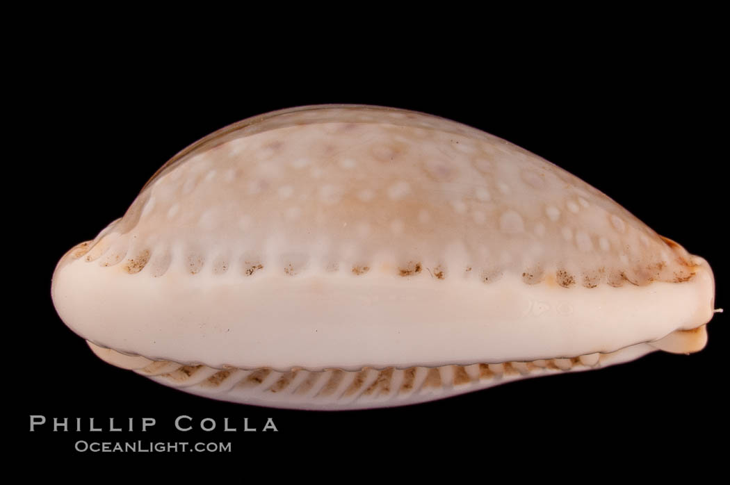 Boivin's Cowrie., Cypraea boivinii, natural history stock photograph, photo id 08209