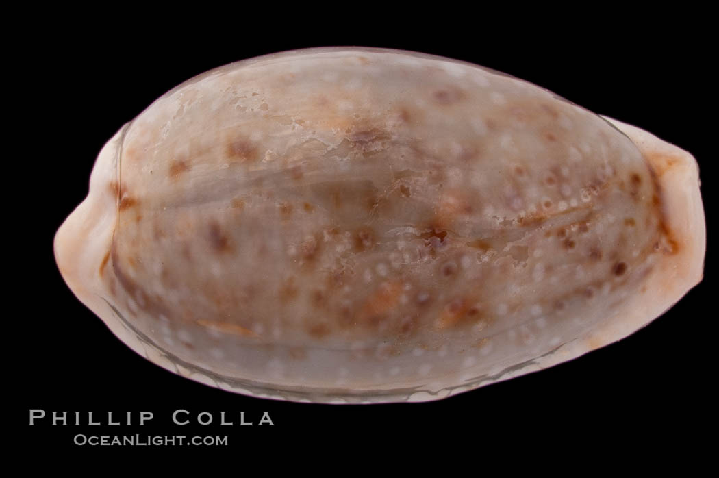 Boivin's Cowrie., Cypraea boivinii, natural history stock photograph, photo id 08409