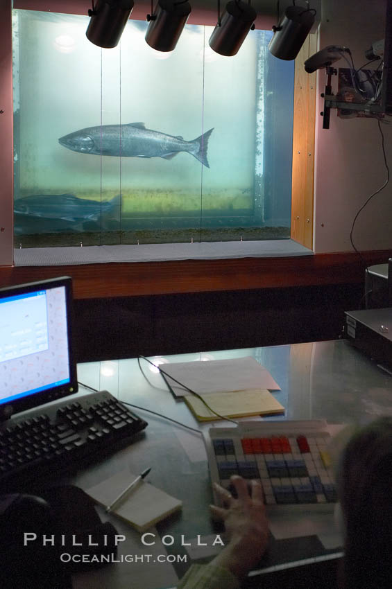 Bonneville Dam Fish Count: Latest Updates and Insights