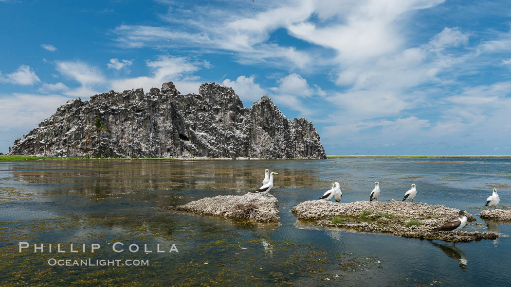 Booby Birds and Clipperton Rock, Lagoon, Clipperton Island. France, natural history stock photograph, photo id 33083