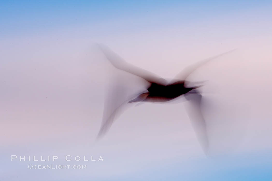 Booby in flight, motion blur. Darwin Island, Galapagos Islands, Ecuador, natural history stock photograph, photo id 16686